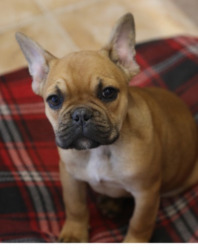 Exceptional Kc Registered French Bulldog Puppies