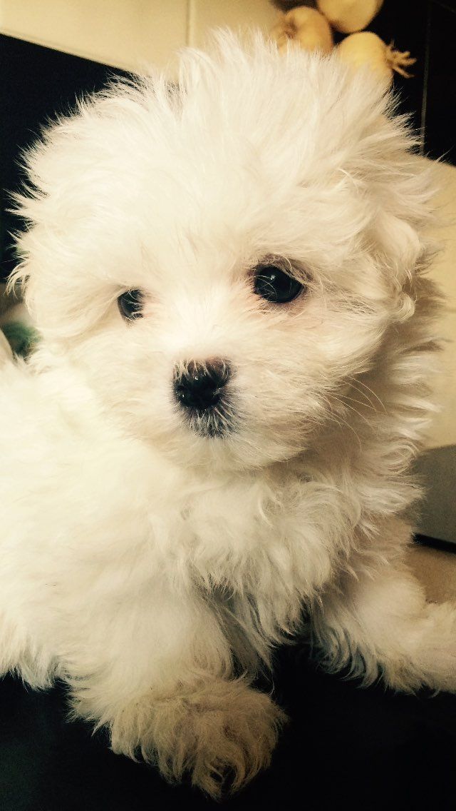 Two Top Class Maltese Puppies Available