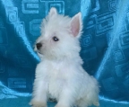 west highland white terrier male