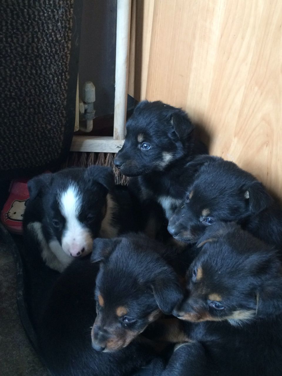 Beautiful Border Collie  Puppies for sale