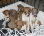 3 puppies for sale Greyhound