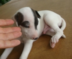 italian Greyhound Pup for sale