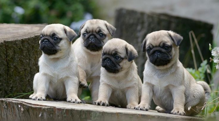 Pug  puppies for good homes.
