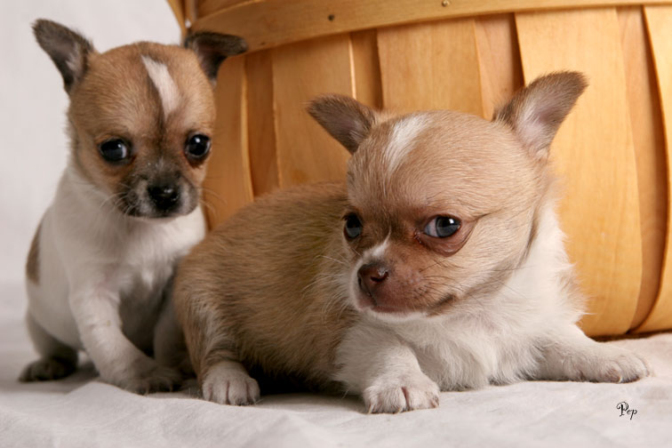 Cute Chihuahua  puppies for good homes.