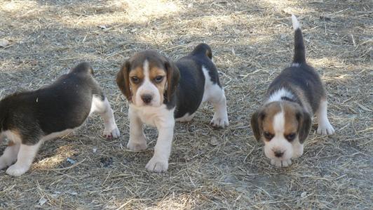Excellent litter of Beagle available puppies with excellent morphological and genetic quality, 