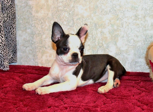 Cute and House Trined Boston Terrier Pups