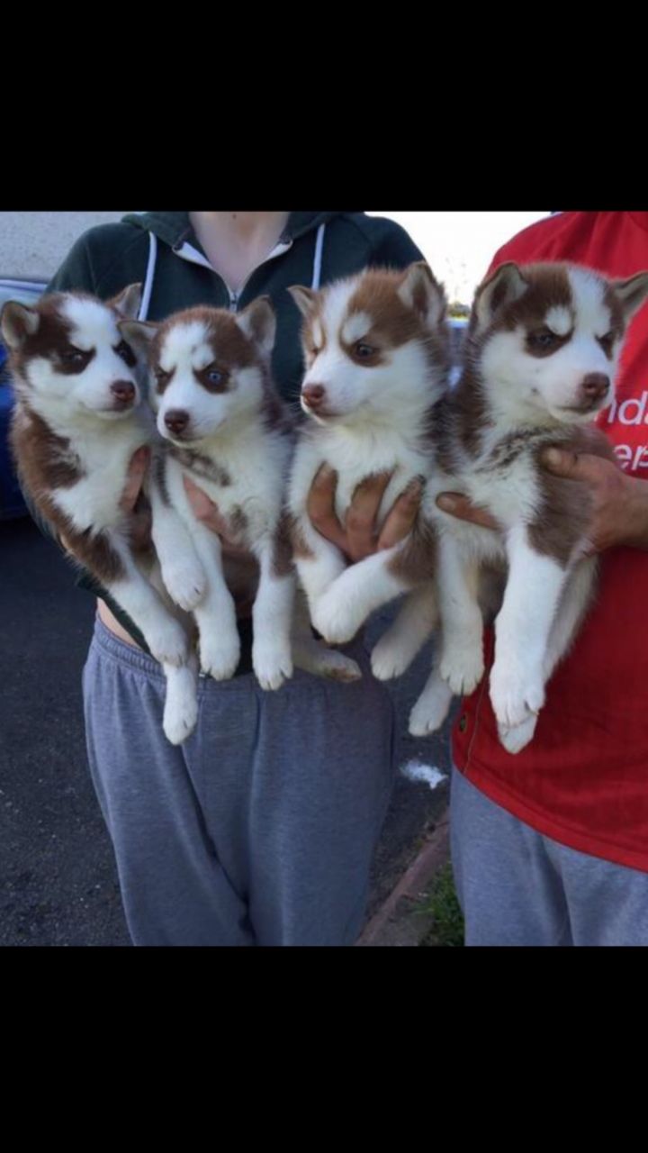 Top Class Siberian Husky Puppies