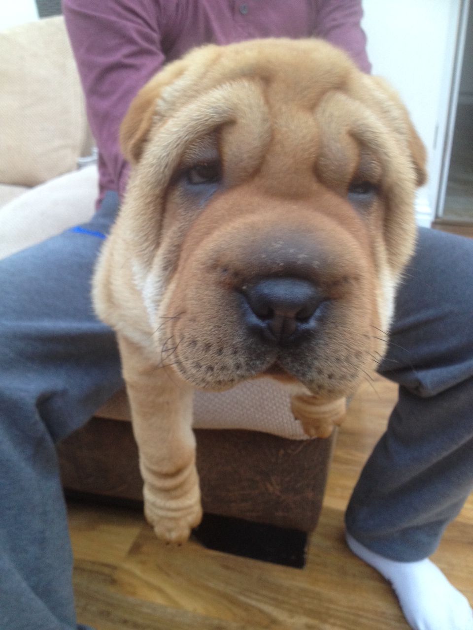 Three Shar Pei Puppies Ready To Leave Now