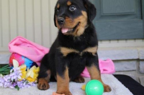 Quality Litter of rottweiler puppies