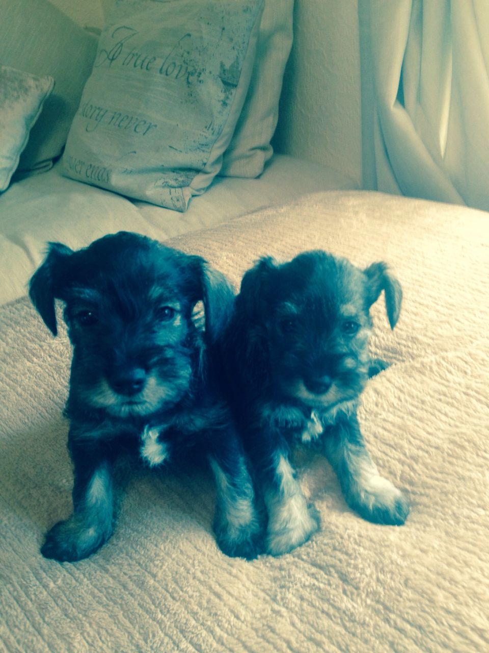 Miniature Schnauzer Pups For Sale