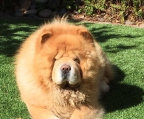 Puppies chow chow masked red