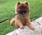 sale chow chow dogs