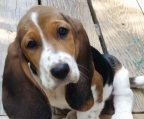 Basset hound males and females