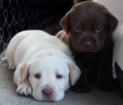 Adorable Labrador puppies