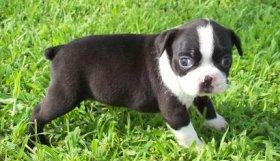 Healthy Adorable Boston Terrier puppies for sale 