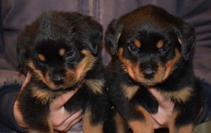 Healthy Male and Female Rottweiler puppies 