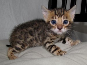 Brown socialized Bengal Kittens -