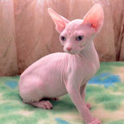 Cute Sphynx cats Looking For New Family 