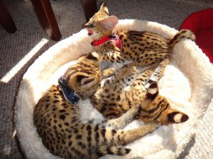 serval and F1 Savannah kittens for Sale 