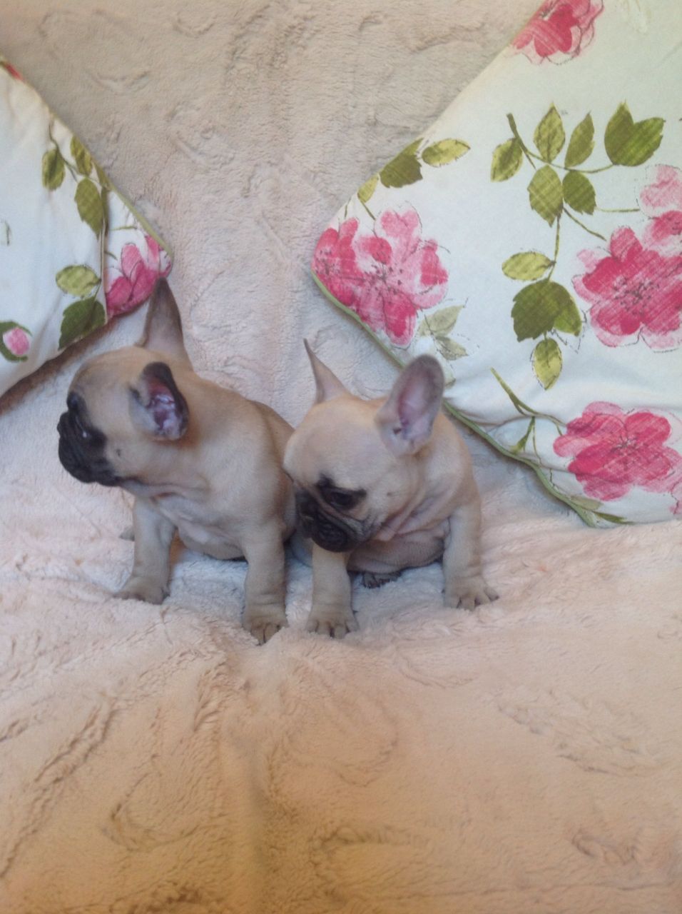 Champion Sired French Bulldog Pups For Sale.