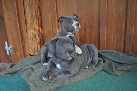 Pitbull blue line puppies 10 weeks old leave!