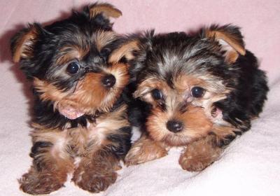 Adorable Teacup Yorkie Puppies ready for Adoption.