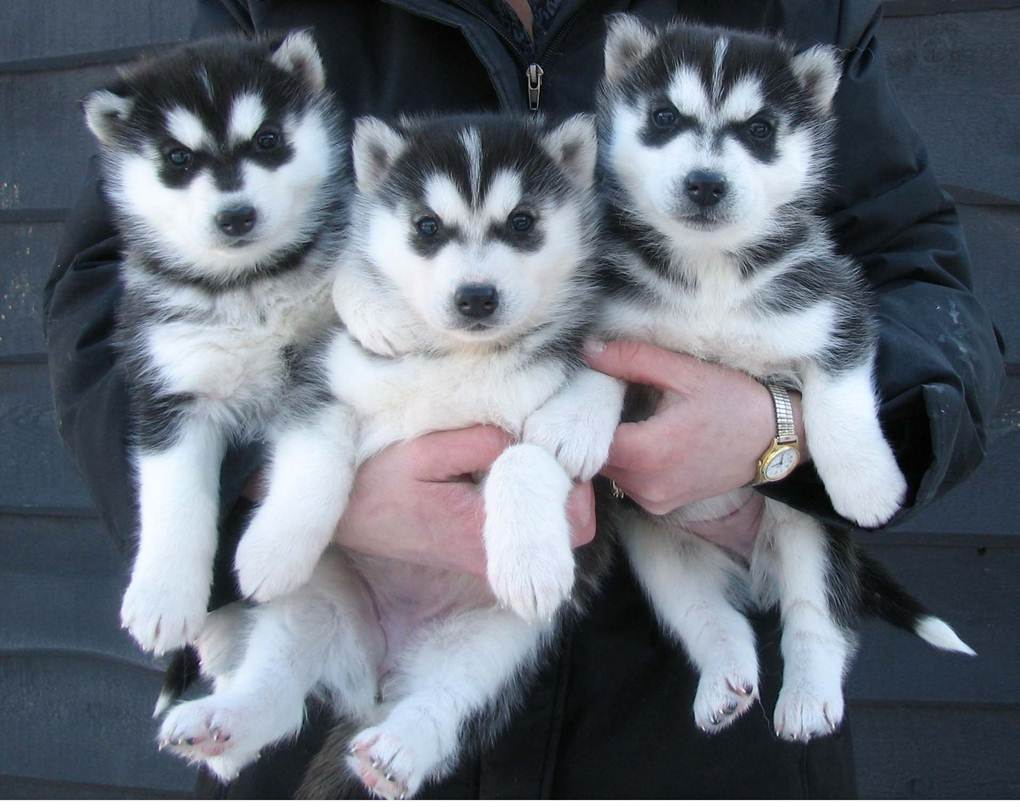 Adorable Husky Puppies ready for Adoption.
