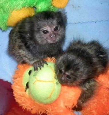 Adorable Marmoset Monkeys for Sale