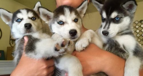  adorable husky puppies for sale