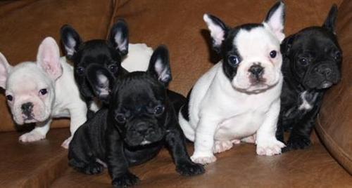 bulldog francs puppies ready to go to their new homes