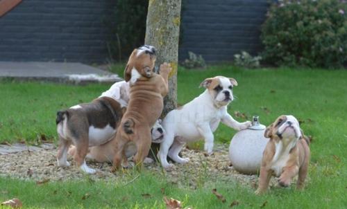 English bulldog puppies ready to go to their new homes