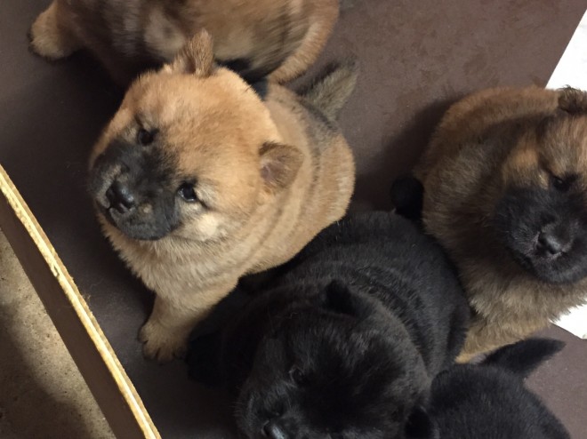 *** Quality Chow Chow Babies For Sale 