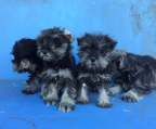 Miniature schnauzer pups for sale 
