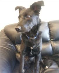 CIRCA Border Collie Mix: An adoptable dog in Red Deer, AB