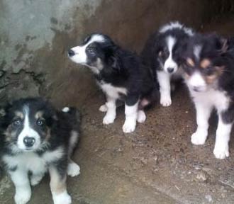 Collie Pups for sale