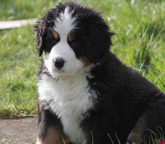 Bernese Mountain Dogs For Sale