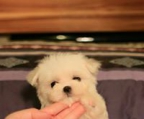 teacup maltese puppies for sale