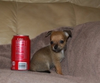 chihuahua puppies fawn sable male