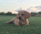 miniature dachshund for sale