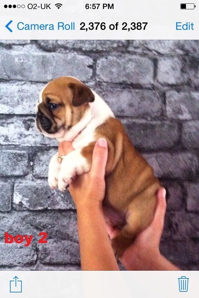 english bulldogs male and female for free adoption ,,