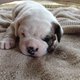 cute bull dog for adoption
