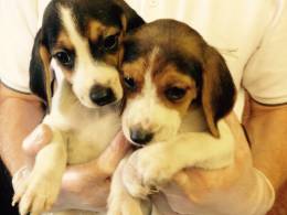Beagle Puppies ready 