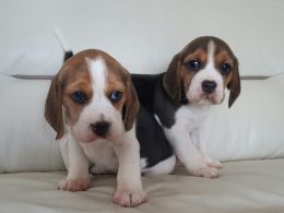 Cute male and female beagle