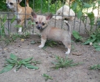 breeder Chihuahua