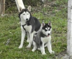 pups for sale Siberian husky