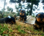 Dogs Yorkshire terrier