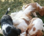 cavalier king charles pups for sale