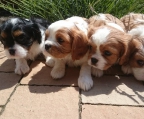 4 pups Cavalier King Charles Spaniel 