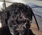 Black pup Poodle Ireland