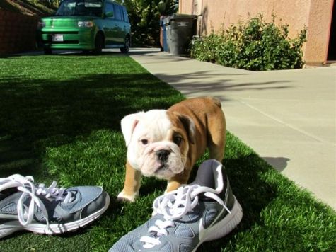 Male and female English Bulldog puppies for Rehoming